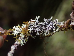 Hypogymnia hultenii