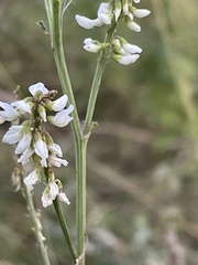 Melilotus albus