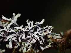 Hypogymnia hultenii