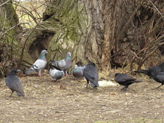 Corvus corone