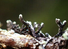 Hypogymnia hultenii