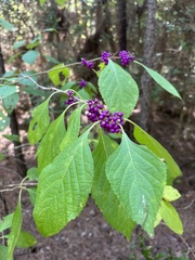 Callicarpa americana