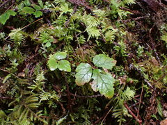 Tiarella trifoliata