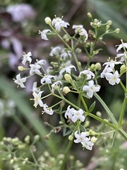 Galium