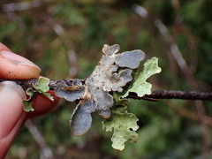 Lobaria hallii