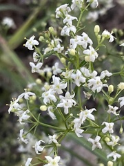 Galium