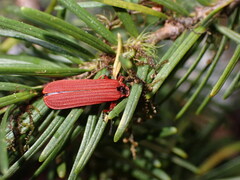 Dictyoptera simplicipes