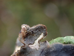 Lobaria hallii