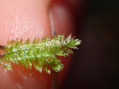 Pseudotaxiphyllum elegans