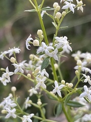 Galium