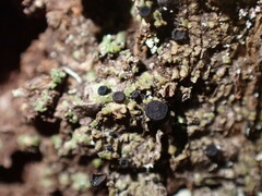 Lecanoromycetidae