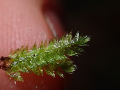 Pseudotaxiphyllum elegans