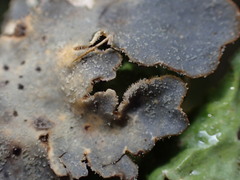 Lobaria hallii