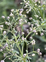 Galium