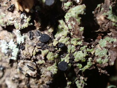 Lecanoromycetidae