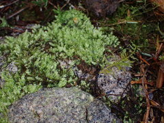 Pseudotaxiphyllum elegans