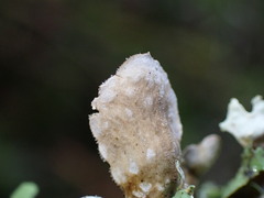 Lobaria hallii