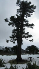 Araucaria araucana