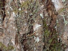 Lecanoromycetidae