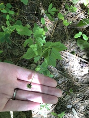 Sanicula canadensis