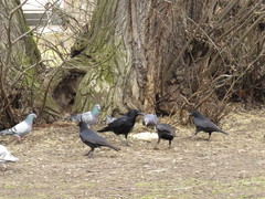Columba livia domestica