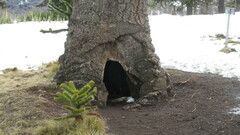 Araucaria araucana