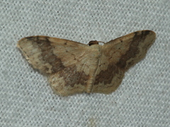 Idaea halmaea