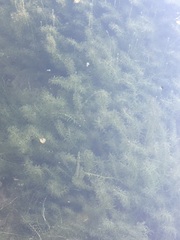 Elodea canadensis