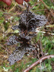 Lobaria anomala