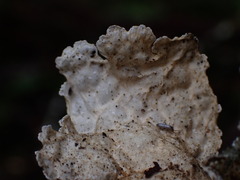 Lobaria anomala