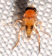 Apocephalus