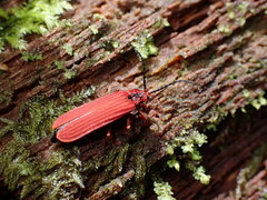 Dictyoptera simplicipes