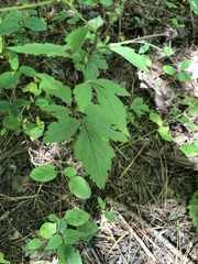 Sanicula canadensis