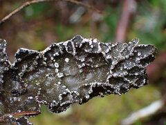 Lobaria anomala