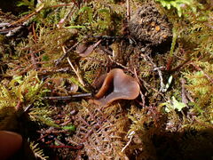 Ciboria rufofusca