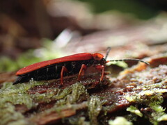 Dictyoptera simplicipes