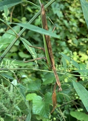 Tenodera angustipennis