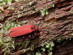 Dictyoptera simplicipes