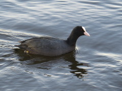 Fulica atra