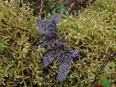 Lobaria anomala