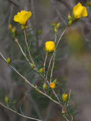 Hibbertia aurea
