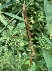 Tenodera angustipennis