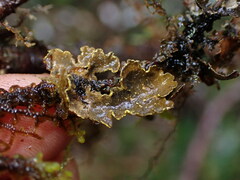 Pseudocyphellaria