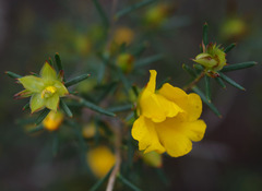 Hibbertia aurea