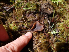 Ciboria rufofusca