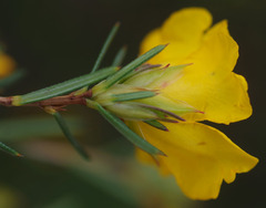 Hibbertia aurea