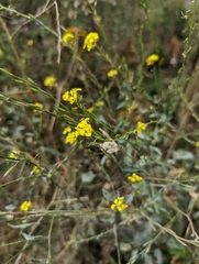 Rhamphospermum nigrum