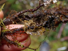 Pseudocyphellaria