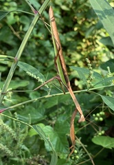 Tenodera angustipennis