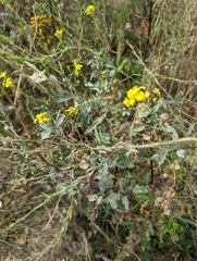 Rhamphospermum nigrum